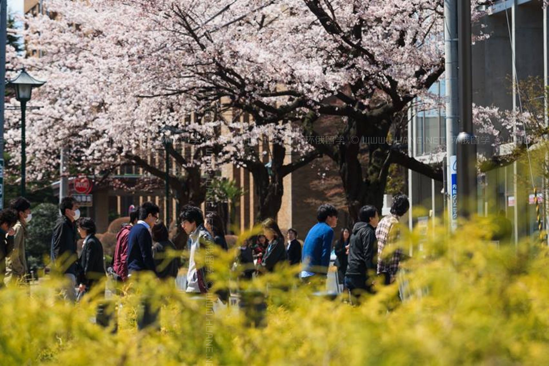 東北大學(xué)